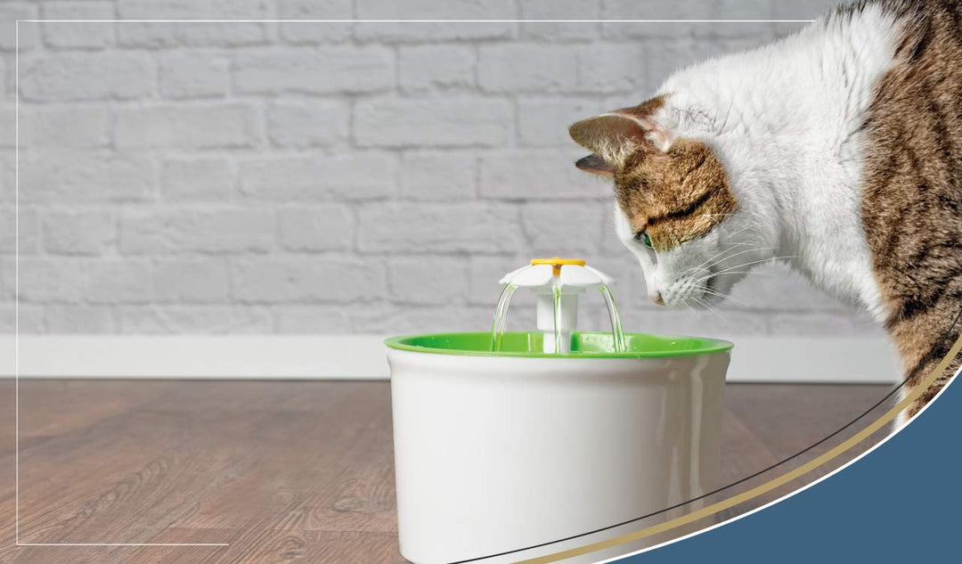 Feline Cystitis / Cat Cystitis Causes, Treatment & Prevention SC