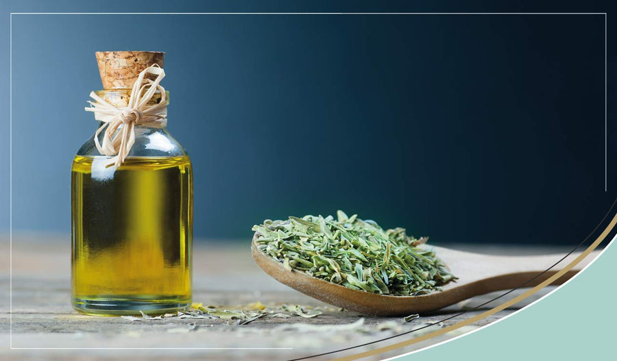 What is Oregano Oil Properties & Uses SC Nutra International (Sweet
